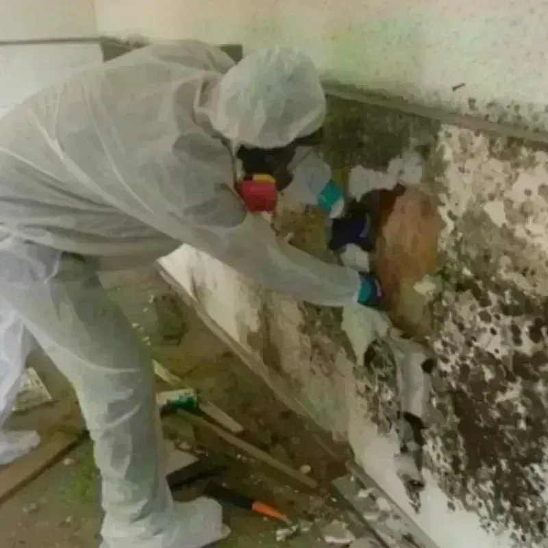 Mold Remediation and Removal in Wilmington Manor, DE